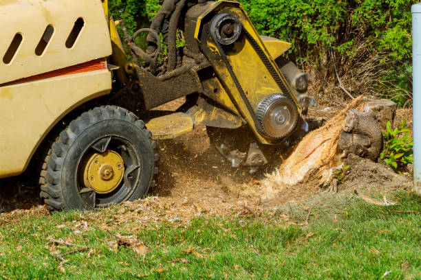 Tree and Shrub Care in Park Rapids, MN