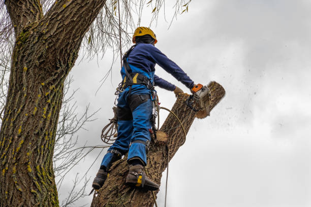 How Our Tree Care Process Works  in  Park Rapids, MN